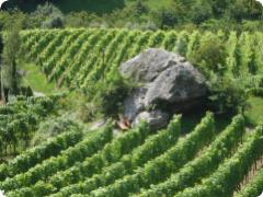 Vigne avec le Katzenstein